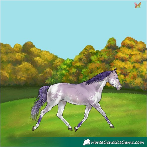 Horse Color:Watercolor Bay Dun Splash Tobiano and Watercolor Bay Dun Splash Tobiano
