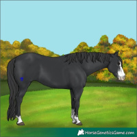 Horse Color:Black Sabino