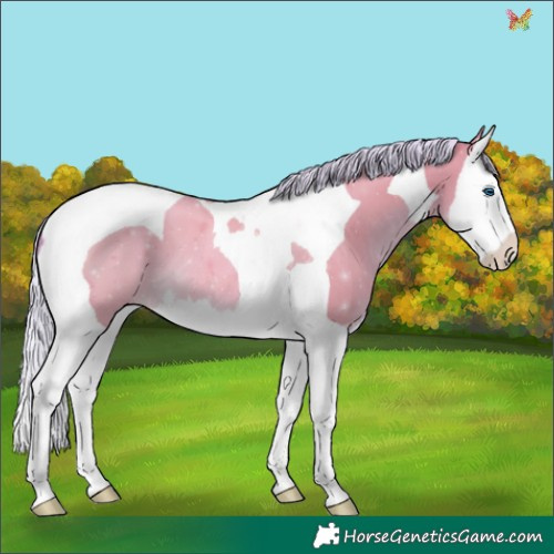 Horse Color:Watercolor Silver Amber Champagne Splash Tobiano 