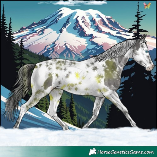 Horse Color:White Spotted Black Ice Splash Tobiano 
