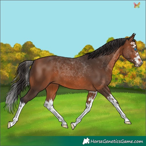 Horse Color:Bay Splash 