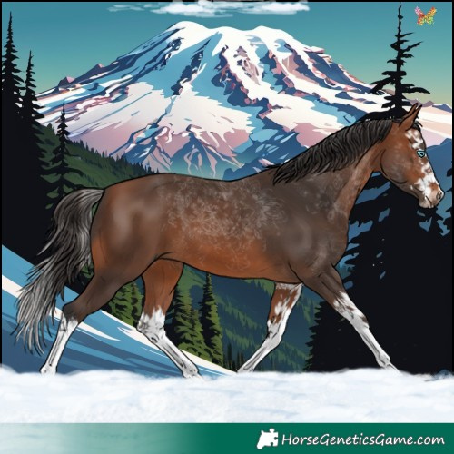 Horse Color:Bay Splash 