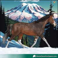 Horse Color:Bay Splash 