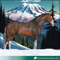 Horse Color:Bay Splash