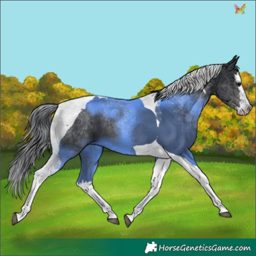 Horse Color:Black Splash Tobiano 