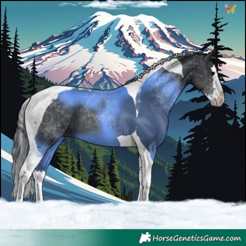 Horse Color:Black Splash Tobiano