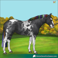 Horse Color:Painted Black Splash Tobiano 