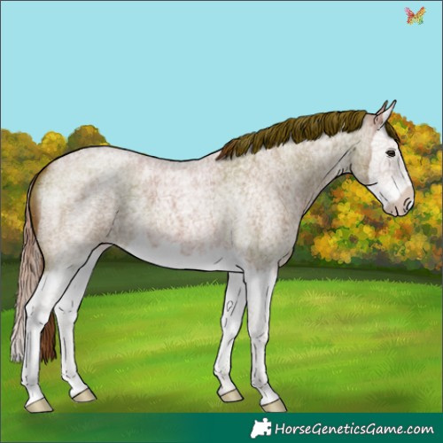 Horse Color:Red Roan Splash 