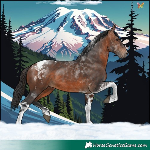 Horse Color:Brown Tobiano 