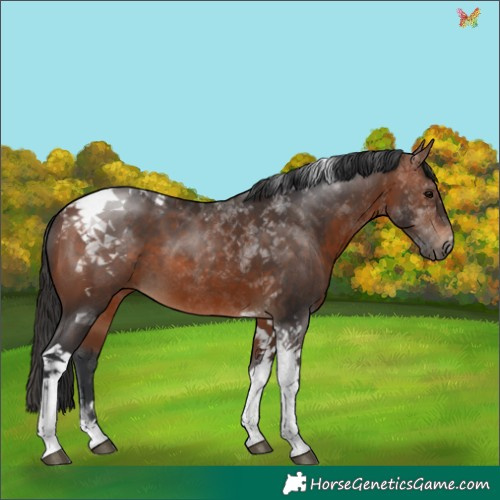 Horse Color:Brown Tobiano