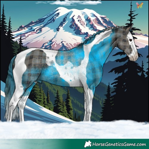 Horse Color:Plaid  Black Splash Tobiano 
