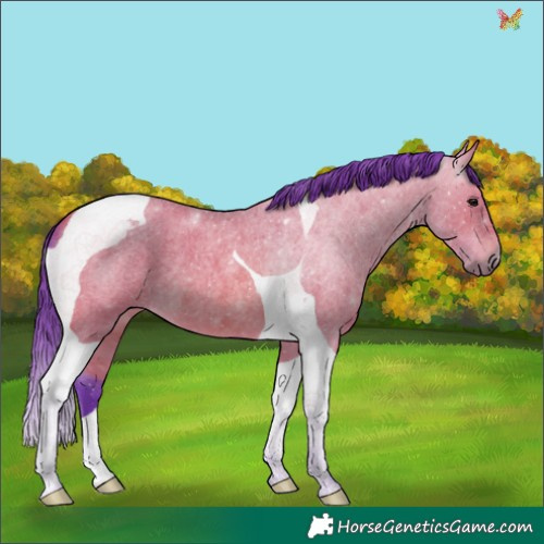 Horse Color:Watercolor Bay Roan Tobiano