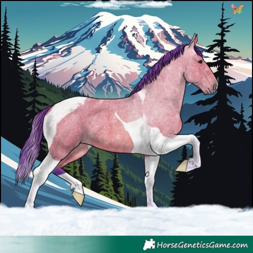 Horse Color:Watercolor Bay Roan Tobiano 