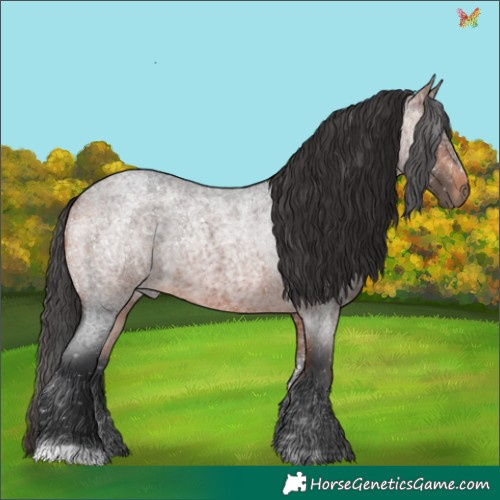 Horse Color:Brown Roan 