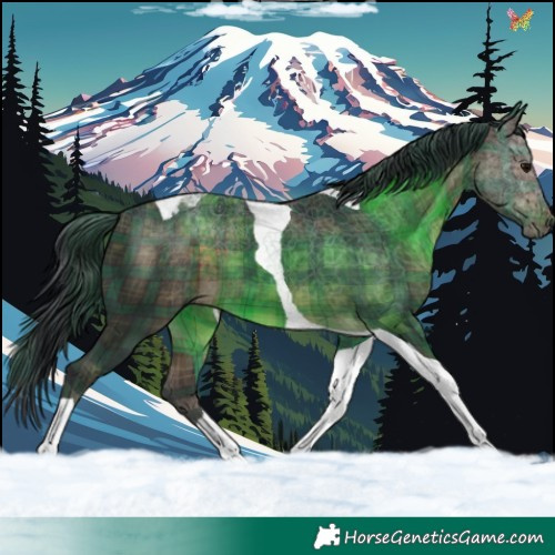 Horse Color:Plaid Brown Tobiano