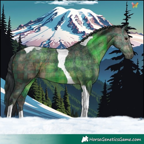Horse Color:Plaid Brown Tobiano