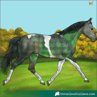 Horse Color:Plaid  Brown Tobiano 