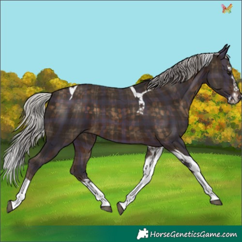 Horse Color:Plaid  Silver Brown Splash Tobiano 