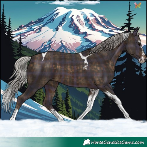 Horse Color:Plaid  Silver Brown Splash Tobiano 