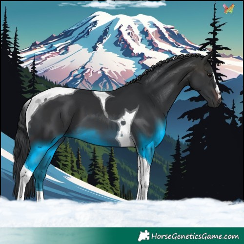 Horse Color:Brown Tobiano 