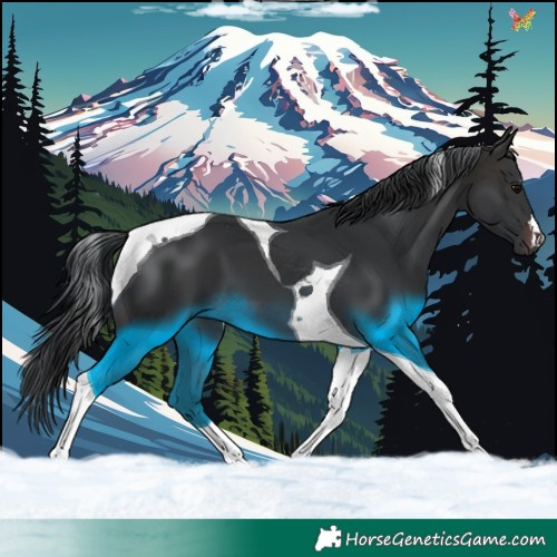 Horse Color:Brown Tobiano 