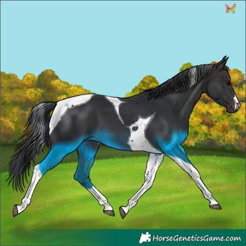 Horse Color:Brown Tobiano