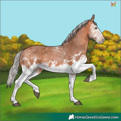 Horse Color:White Spotted Silver Brown 
