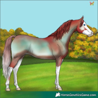 Horse Color:Watercolor Liver Red Onyx Splash 