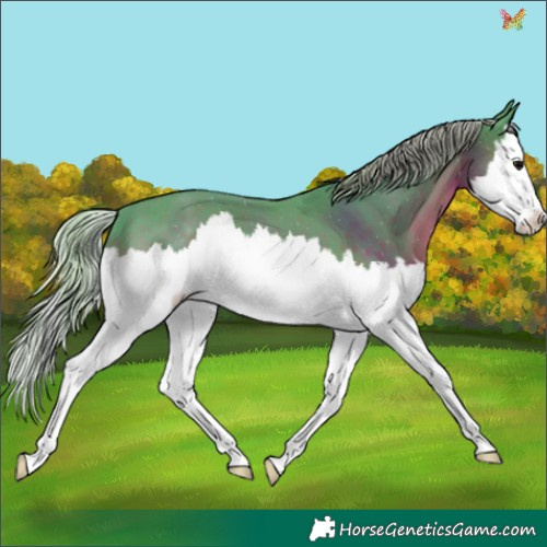 Horse Color:Watercolor Silver Black Splash 
