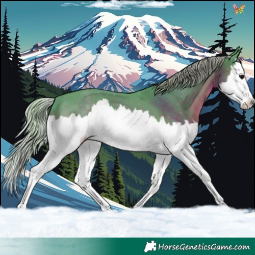 Horse Color:Watercolor Silver Black Splash 