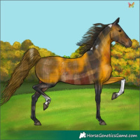 Horse Color:Plaid  Brown Tobiano 