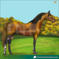 Horse Color:Plaid Brown Tobiano