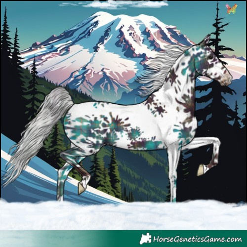 Horse Color:Plaid  White Spotted Silver Brown Splash Tobiano 