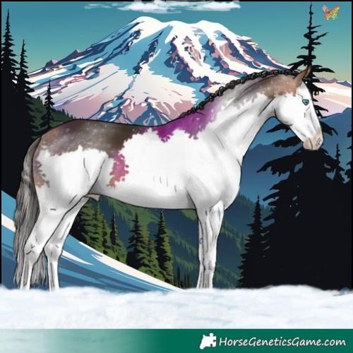 Horse Color:Bay Splash 