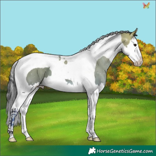 Horse Color:Brown Dun Splash Tobiano 