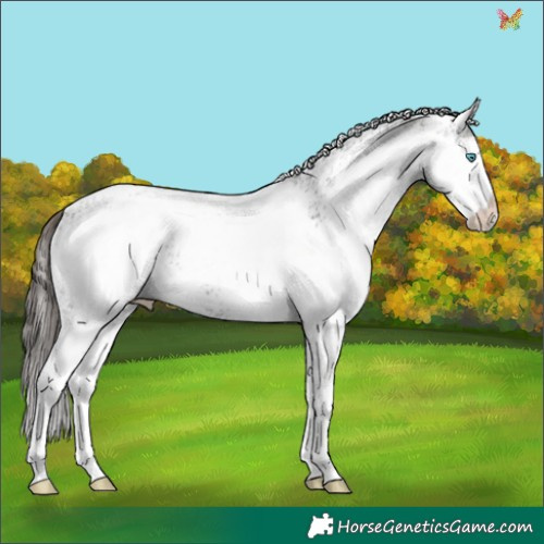 Horse Color:White Spotted Midnight Bay Dun Splash 