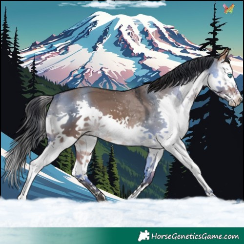 Horse Color:Bay Dun Splash 