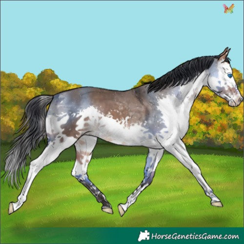 Horse Color:Bay Dun Splash 