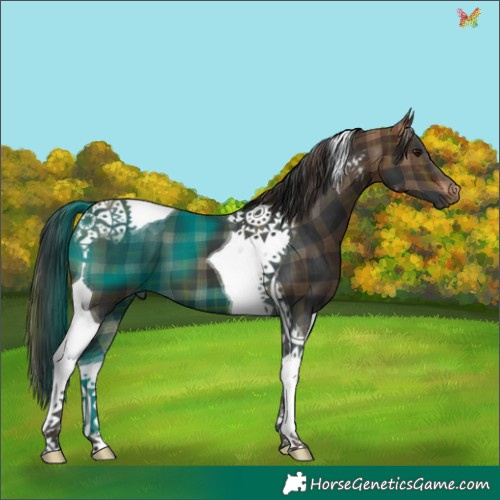 Horse Color:Plaid  Brown Tobiano 