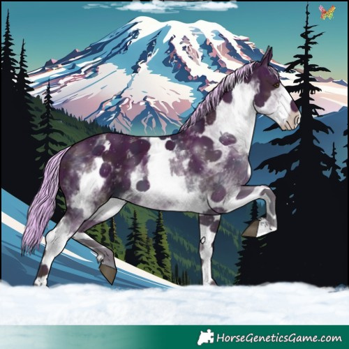 Horse Color:Watercolor White Spotted Midnight Palomino Dun 