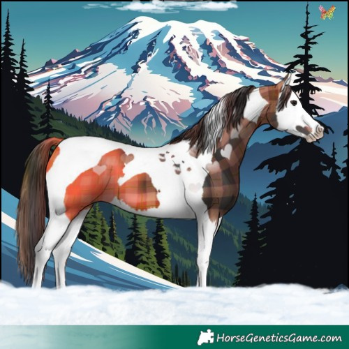 Horse Color:Plaid  Bay Splash Tobiano 