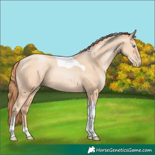 Horse Color:Amber Champagne Pearl Tobiano 