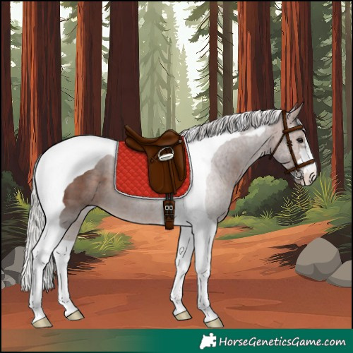 Horse Color:Silver Brown Tobiano 