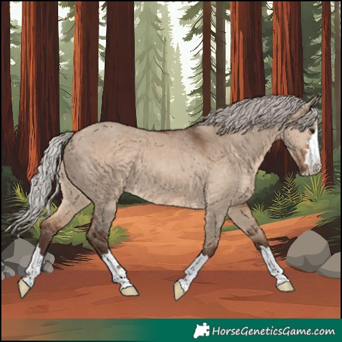Horse Color:Silver Brown Dun 
