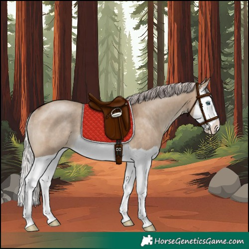 Horse Color:Silver Brown Dun Splash Rabicano 