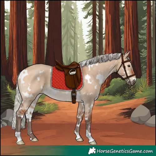 Horse Color:White Spotted Silver Bay Dun 