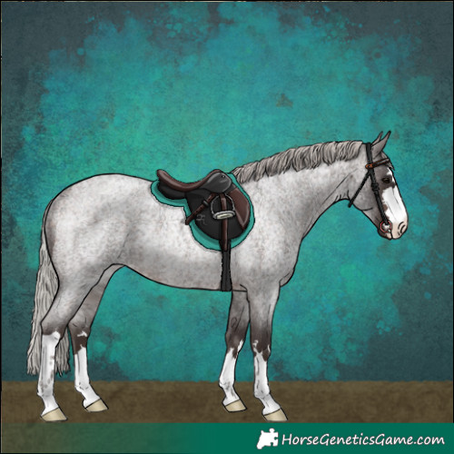 Horse Color:Silver Brown Roan Rabicano 
