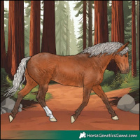 Horse Color:Silver Bay 