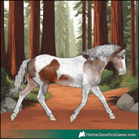 Horse Color:Silver Brown Tobiano