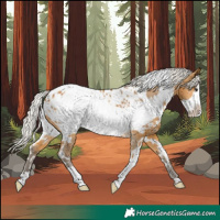 Horse Color:White Spotted Silver Buckskin Frame Appaloosa 